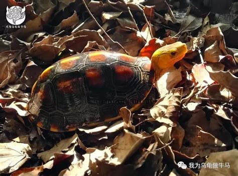 黃緣閉殼龜飼養|「黃緣閉殼龜飼養指南（一）」黃緣龜即將崩盤？新手如何上手？。